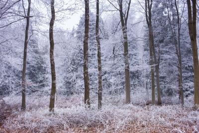 Tim Graham Fair Frost I