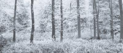 Tim Graham Fair Frost III