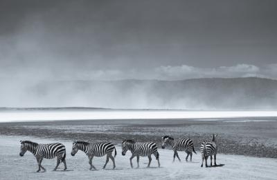 Tim Graham Herd Of Zebra