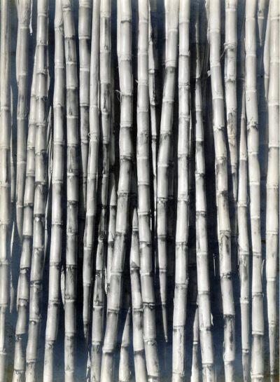 Tina Modotti Sugar Cane 1929