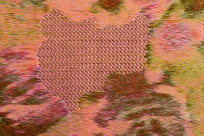 Tjitske Storm Tjitske Storm Autumn Forest NL 2022