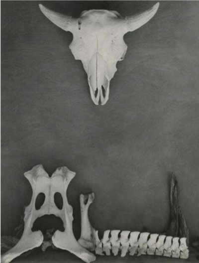 Todd Webb Cow Skull Bones at Ghost Ranch 1962