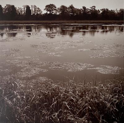 Tom Rozakis Algae Bloom