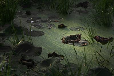 Tomohiro Muda Mizu 17 Water 17 2007
