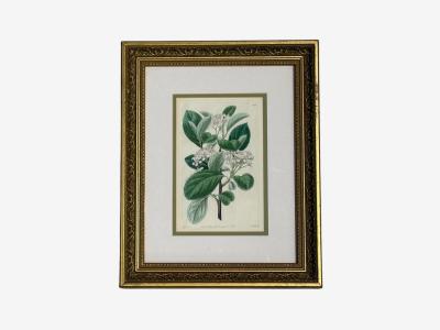 Traditional Wall Decor Framed Floral Botanicals Giltwood Frame 19th c 