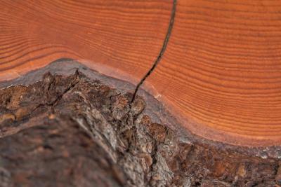 Tree Trunk Coffee Table with Branch Legs Europe ca 1970s