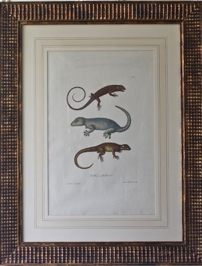 Trio of G W Knorr Zoological Engravings