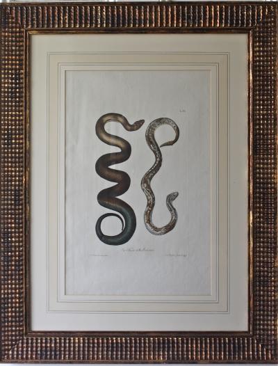 Trio of G W Knorr Zoological Engravings