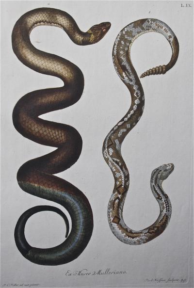 Trio of G W Knorr Zoological Engravings