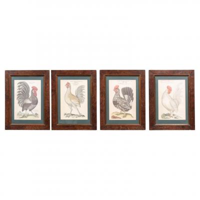 Turn of the Century German Cockerel Prints in Burr Walnut Frames Set of Four