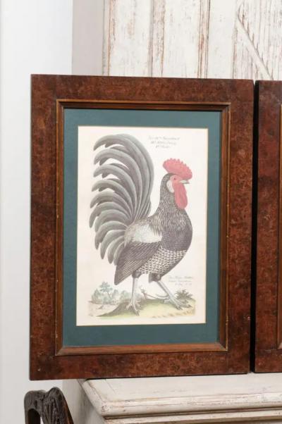 Turn of the Century German Cockerel Prints in Burr Walnut Frames Set of Four