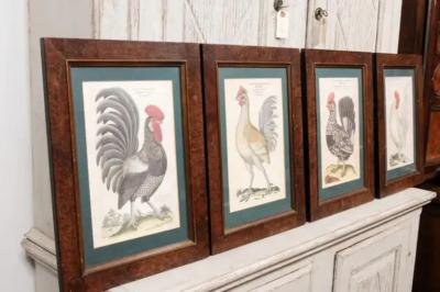 Turn of the Century German Cockerel Prints in Burr Walnut Frames Set of Four