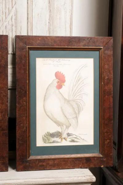 Turn of the Century German Cockerel Prints in Burr Walnut Frames Set of Four