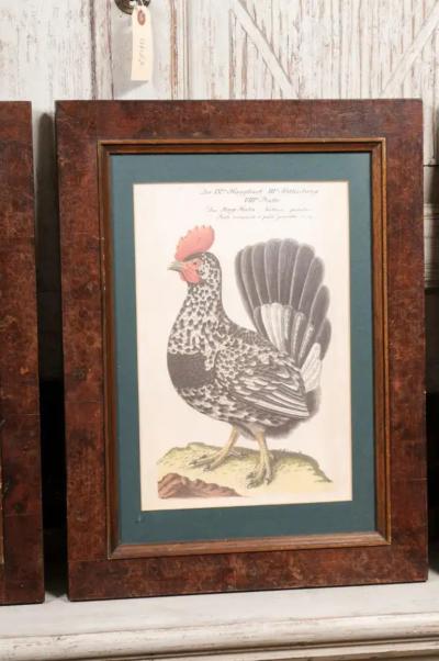 Turn of the Century German Cockerel Prints in Burr Walnut Frames Set of Four