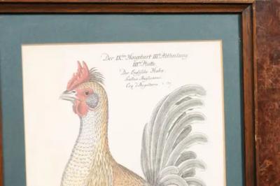 Turn of the Century German Cockerel Prints in Burr Walnut Frames Set of Four