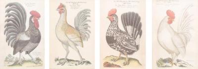 Turn of the Century German Cockerel Prints in Burr Walnut Frames Set of Four