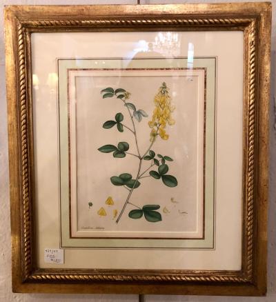 Two of the Hand Colored Botanist Repository Series 1797 Andrews Henry British