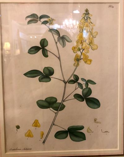 Two of the Hand Colored Botanist Repository Series 1797 Andrews Henry British