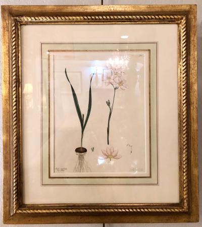 Two of the Hand Colored Botanist Repository Series 1797 Andrews Henry British