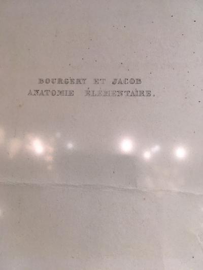 Vascular System by Doctor Bourgery and artist Jacob