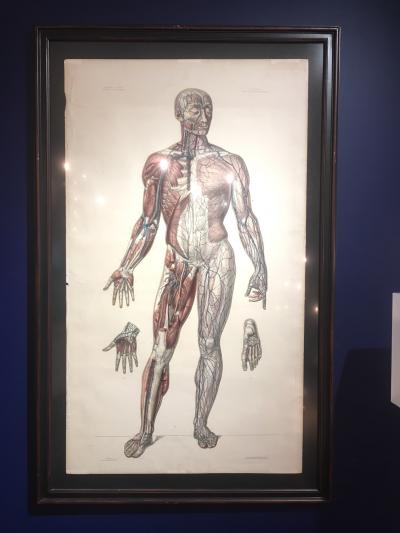 Vascular System by Doctor Bourgery and artist Jacob
