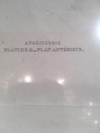 Vascular System by Doctor Bourgery and artist Jacob