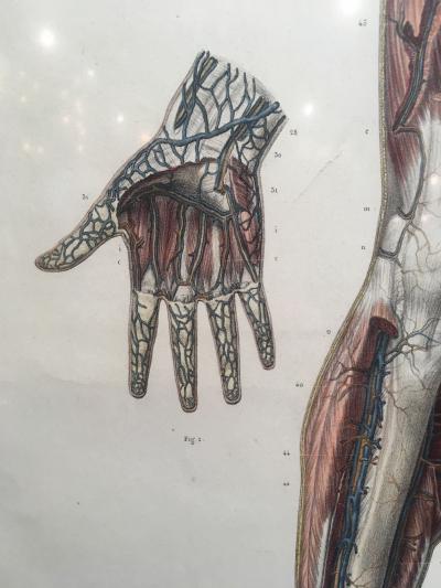 Vascular System by Doctor Bourgery and artist Jacob