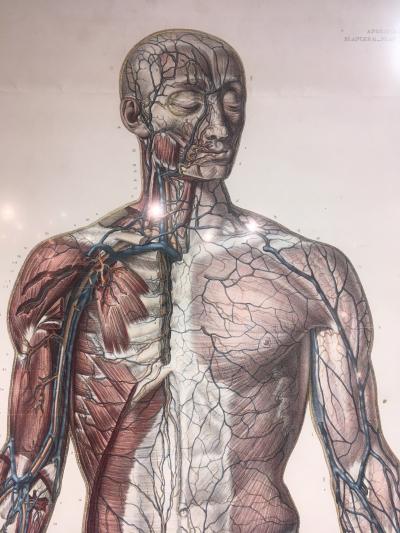 Vascular System by Doctor Bourgery and artist Jacob