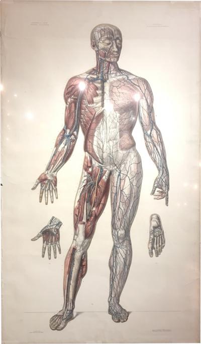 Vascular System by Doctor Bourgery and artist Jacob