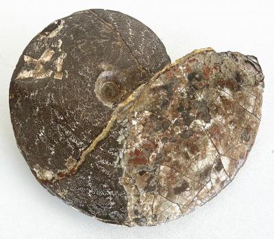 Very Large Ancient Prehistoric Ammonite Fossil Specimen