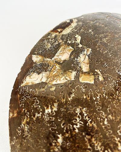 Very Large Ancient Prehistoric Ammonite Fossil Specimen