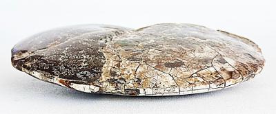 Very Large Ancient Prehistoric Ammonite Fossil Specimen