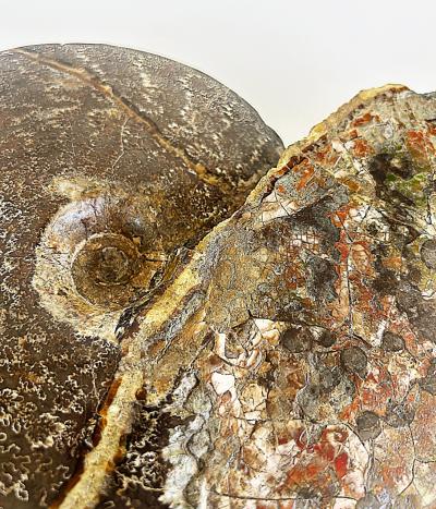 Very Large Ancient Prehistoric Ammonite Fossil Specimen