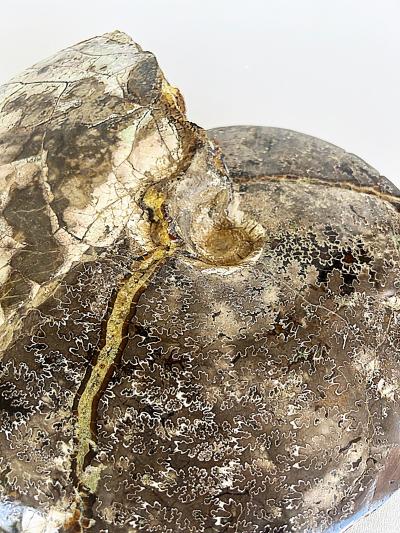 Very Large Ancient Prehistoric Ammonite Fossil Specimen
