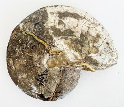 Very Large Ancient Prehistoric Ammonite Fossil Specimen
