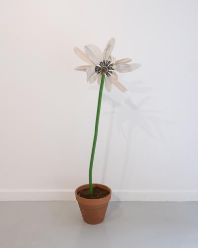 Victor Cord homme Marguerite