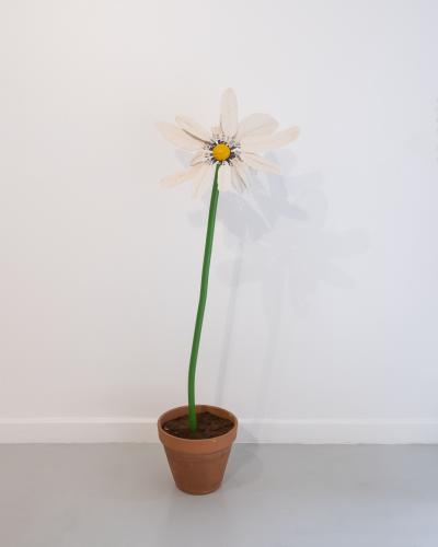 Victor Cord homme Marguerite