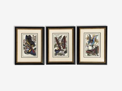 Victorian Style Framed Butterfly Prints Gilt Painted Wood USA 20th c 