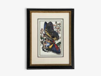 Victorian Style Framed Butterfly Prints Gilt Painted Wood USA 20th c 