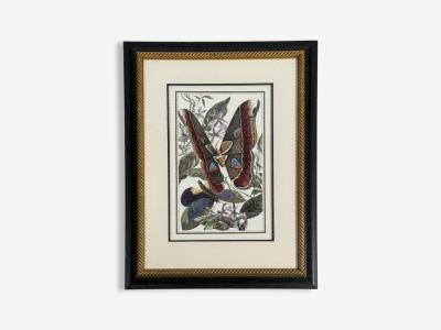 Victorian Style Framed Butterfly Prints Gilt Painted Wood USA 20th c 