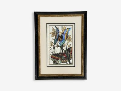 Victorian Style Framed Butterfly Prints Gilt Painted Wood USA 20th c 