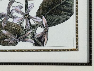 Victorian Style Framed Butterfly Prints Gilt Painted Wood USA 20th c 