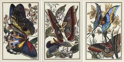 Victorian Style Framed Butterfly Prints Gilt Painted Wood USA 20th c 