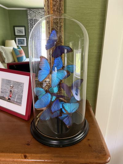 Vintage Butterfly display