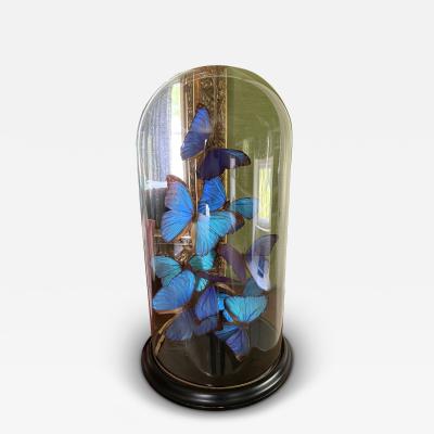 Vintage Butterfly display