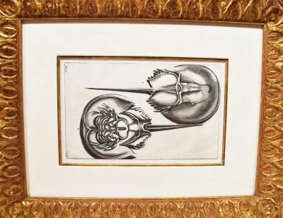 WALTER SPIES WALTER SPIES Insect Studies WATERCOLORS Set of 4