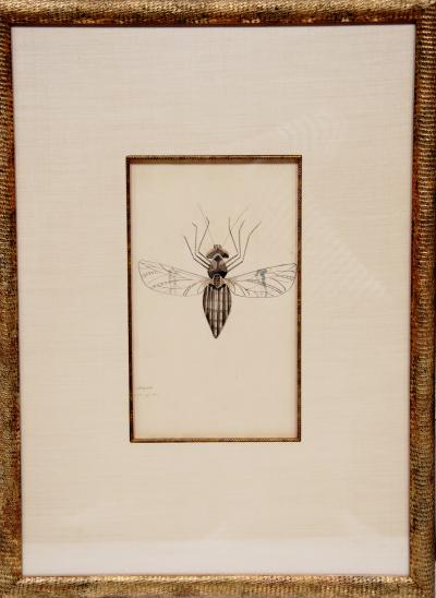 WALTER SPIES WALTER SPIES Insect Studies WATERCOLORS Set of 4