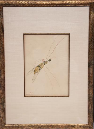 WALTER SPIES WALTER SPIES Insect Studies WATERCOLORS Set of 4