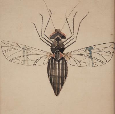 WALTER SPIES WALTER SPIES Insect Studies WATERCOLORS Set of 4