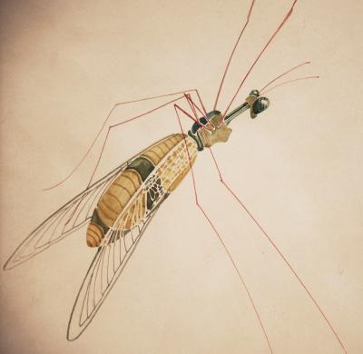 WALTER SPIES WALTER SPIES Insect Studies WATERCOLORS Set of 4